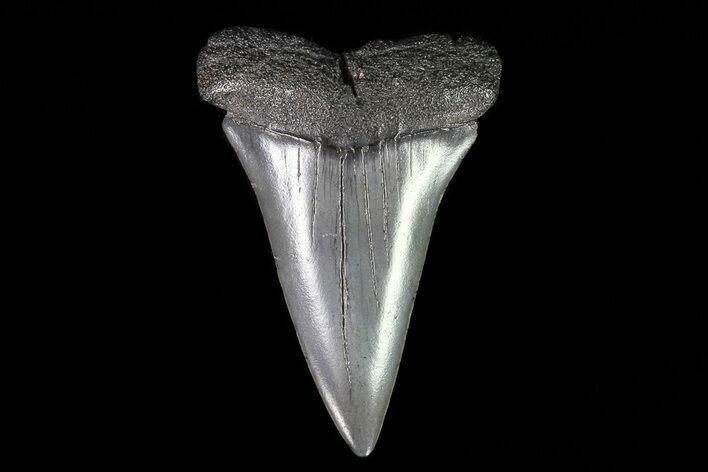 Fossil Mako Shark Tooth - Georgia #75091